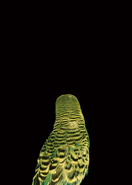 2003, Lynne Roberts Goodwind, Bad Bird9.jpg