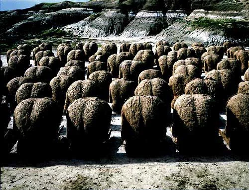 1976-80, Magdalena Abakanowicz, 80 backs.jpg