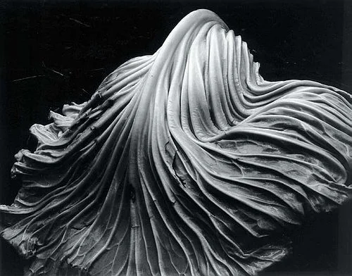 1931, Edward Weston, Leaf.jpg