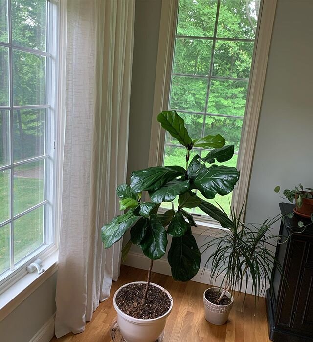 For anyone who knows me, they know how happy plants make me. This week.... 4 new leaves on my fiddle 🍃 and it grew like 5 inches.  Best in the last two years of owning this beauty! Don&rsquo;t mind the holes in some leaves from little ones haha 😂 f