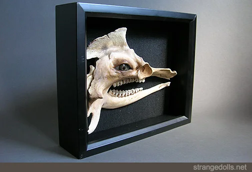 Turkey and pig bones make up the upper part of the head and a deer jaw is what makes up the mouth. This one of a kind creature is an example of imaginary taxidermy or unnatural historical specimens.