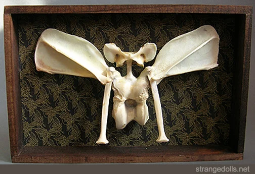 This piece is made from a combination of turkey, chicken, and coyote bones. It is mounted in a wooden box that is 12X8".