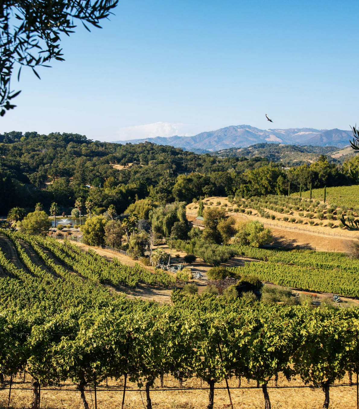 Benzinger Vineyards in Sonoma