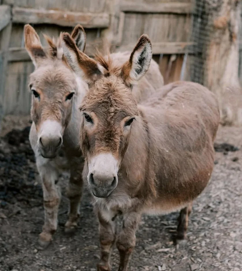 Mini Donkeys at Cline Family Vineyards