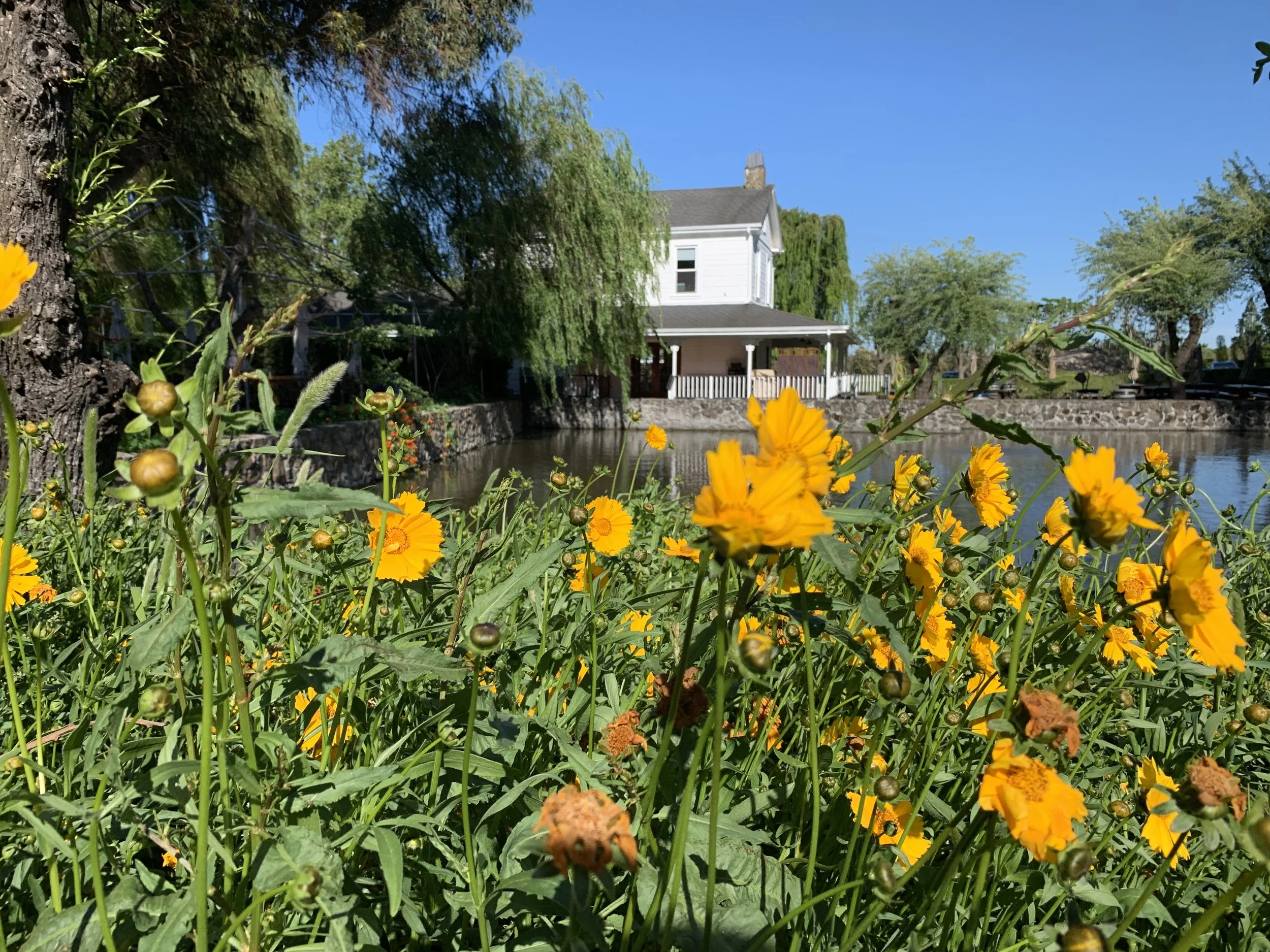 Cline Cellars in Sonoma