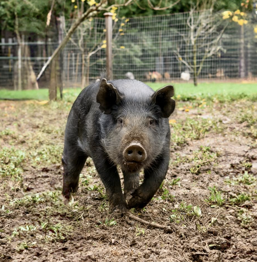 Winston the pig at Quivera Winery