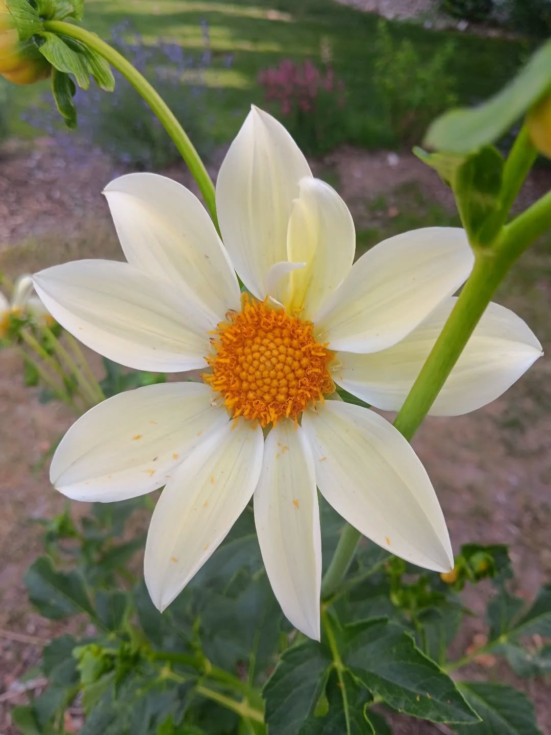 Last year I grew these @floretflower Bees Mix dahlias from seed. When they were done blooming and starting to die off in the fall, I cut them down to the ground and covered them heavily with leaf mulch and sticks to weigh the leaves down. This year t