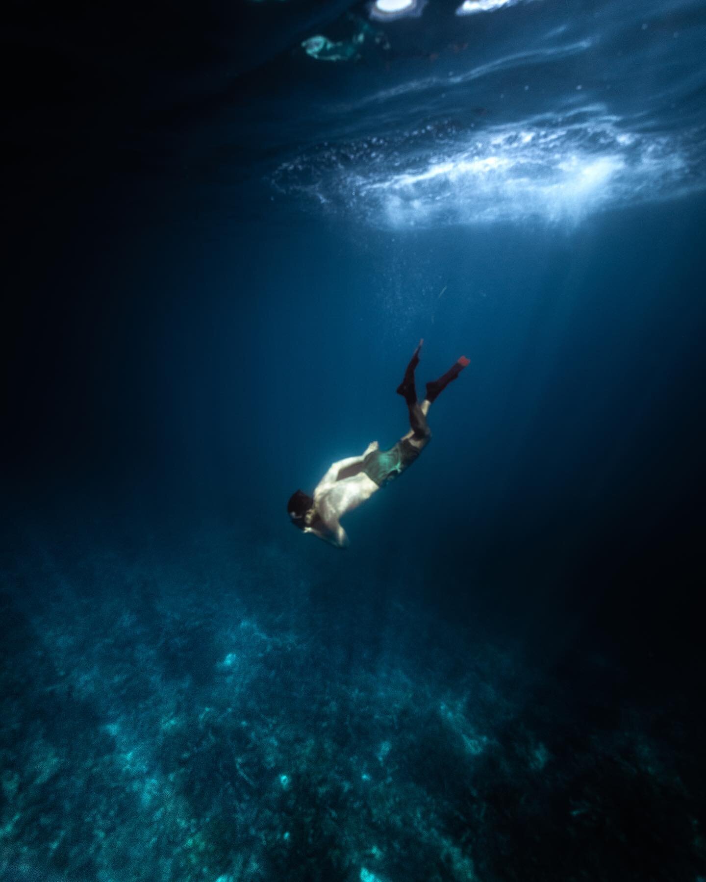 The underwater jungle 🦑🦭