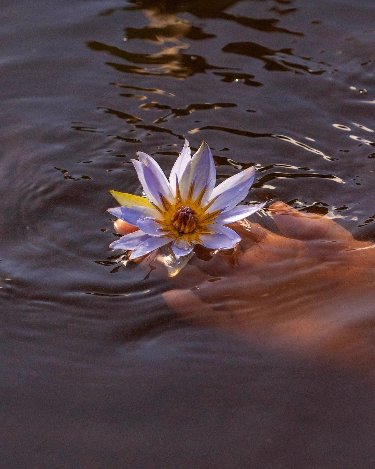 Blue Lotus Breathwork Ceremony