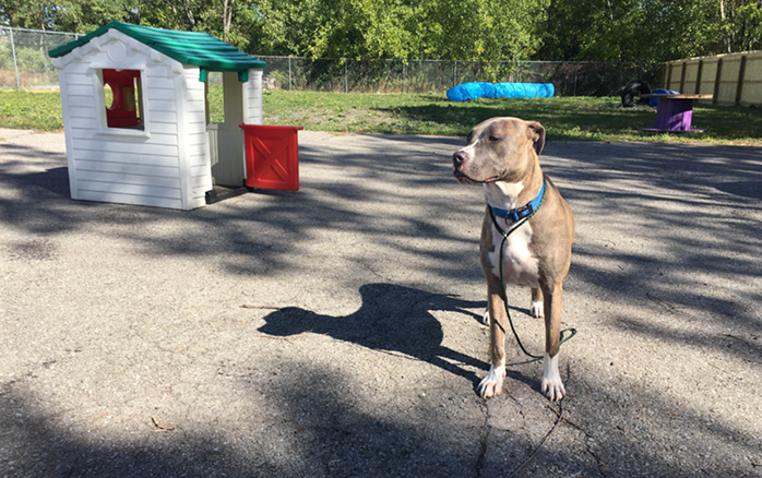 The Pup Stop