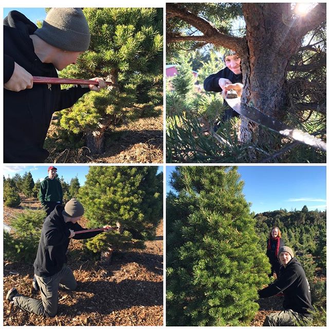 Christmas tree gettin&rsquo; @niferius @jack.koski