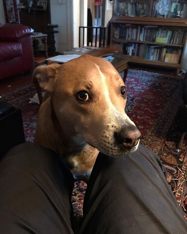 Li&rsquo;l pup farty-pants wants attention