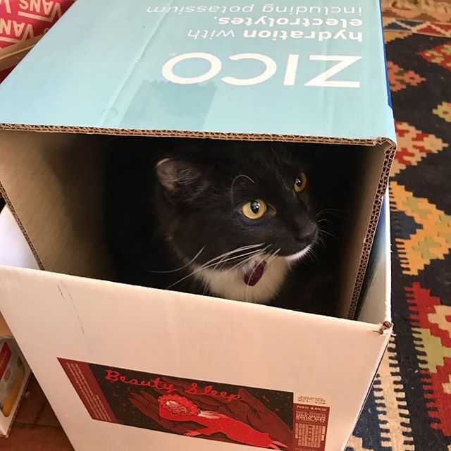 I can&rsquo;t find my kitty I wonder where he&rsquo;s gone...?