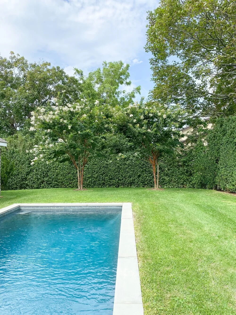 MamaManhattan - Crape Myrtles.jpeg