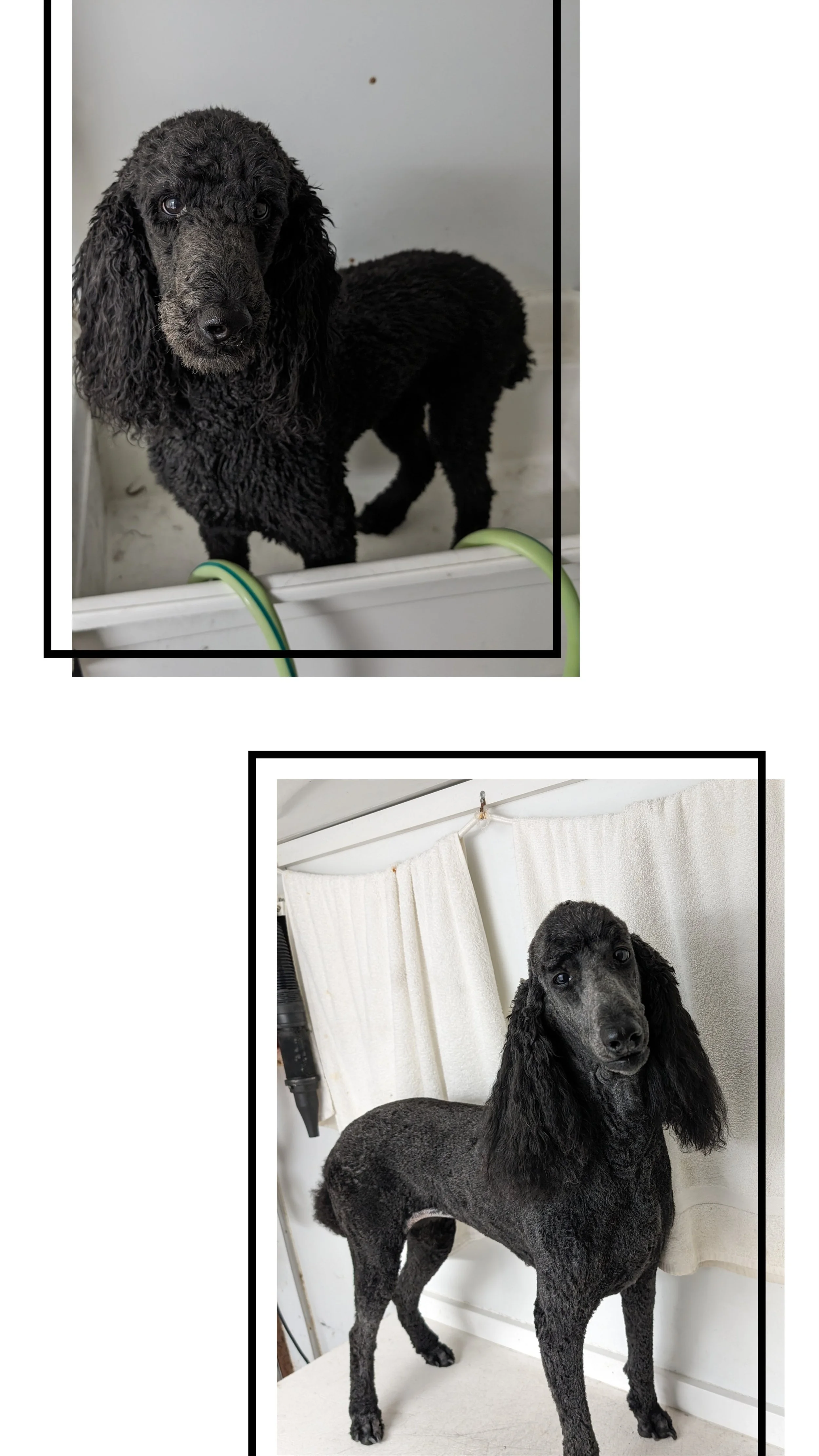 Poodle - Before and After