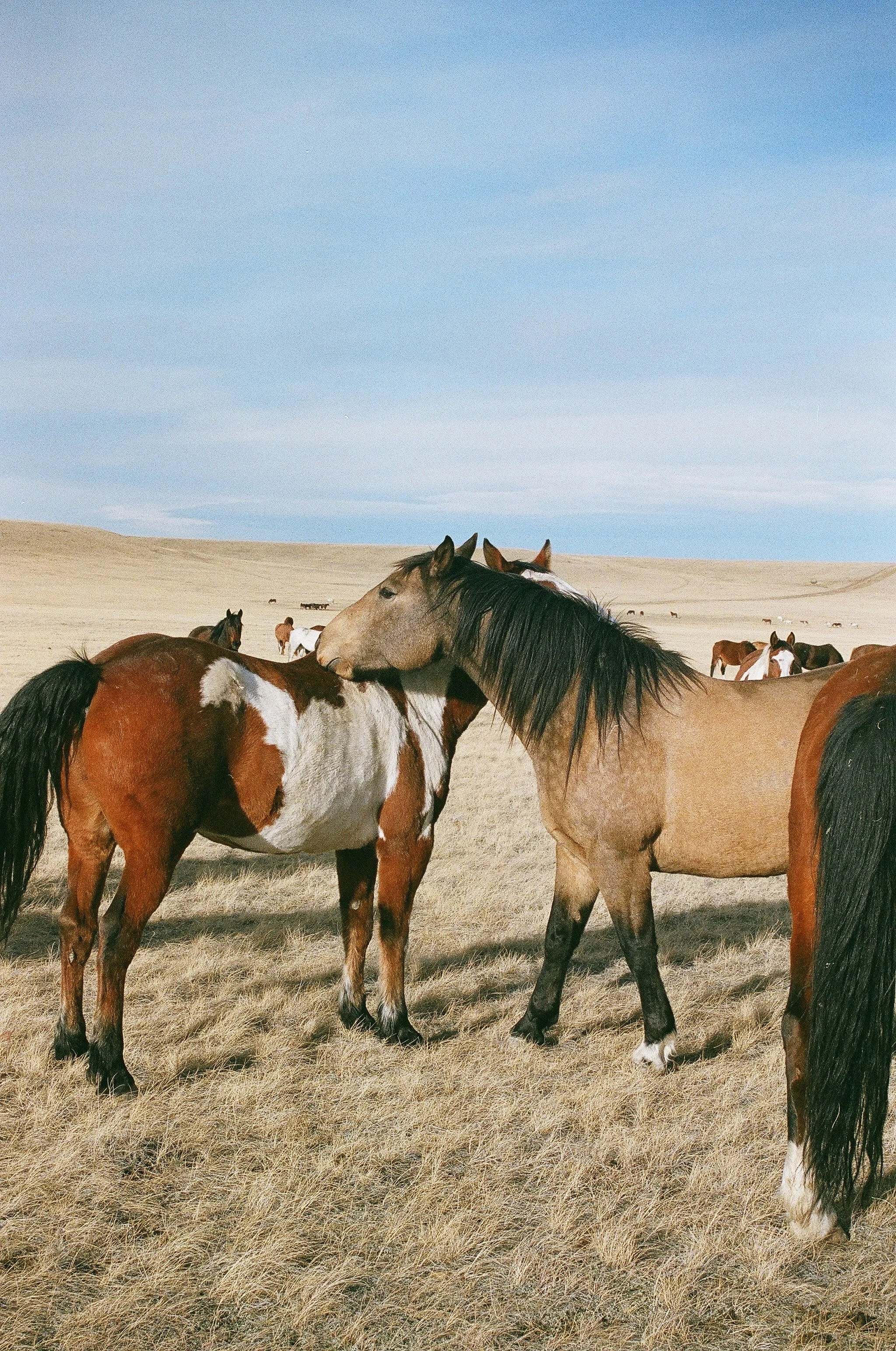 GIFT CERTIFICATE: Creative Counsel Session