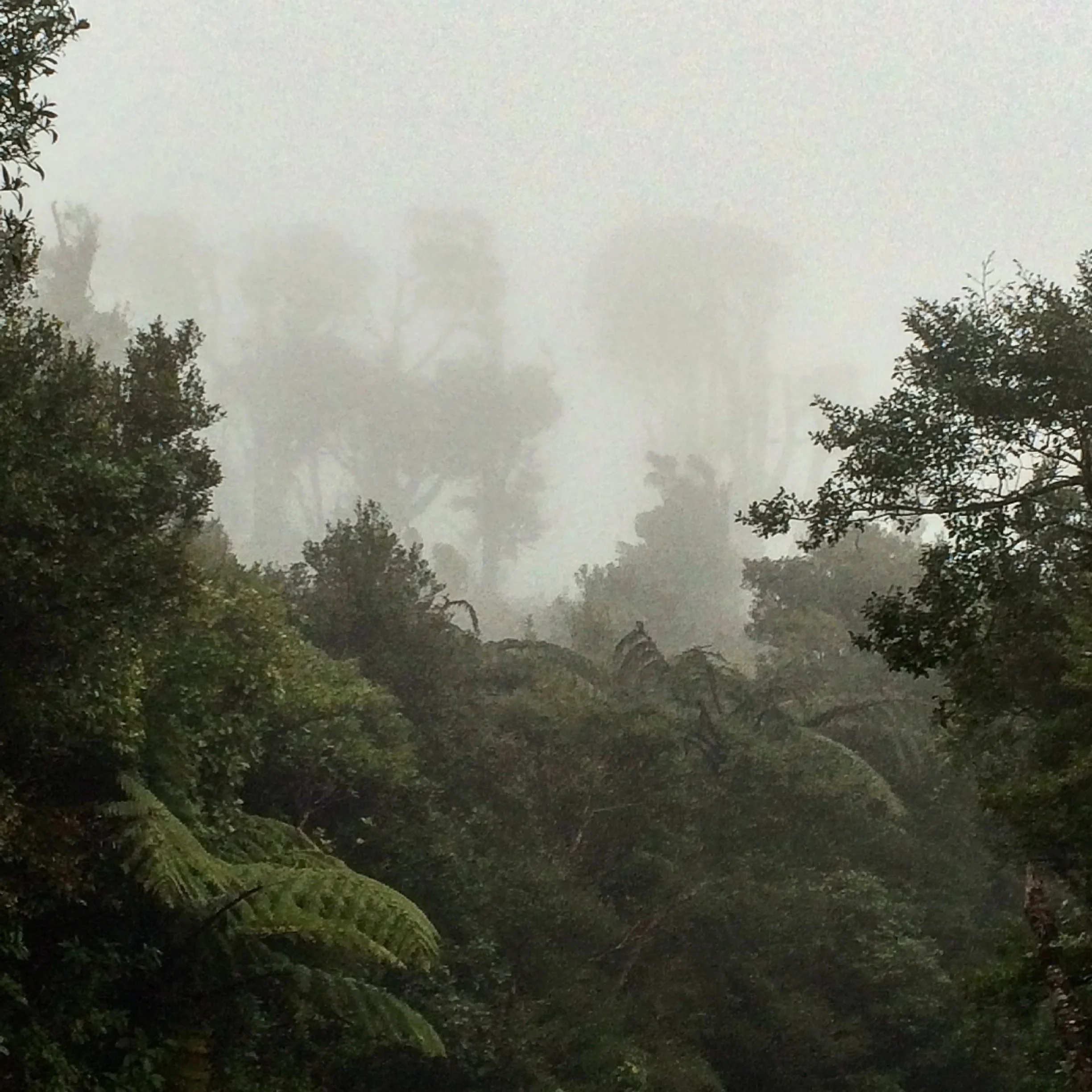 Gorillas in the mist. Are you bored yet? I wasn't, I was in the zone.
