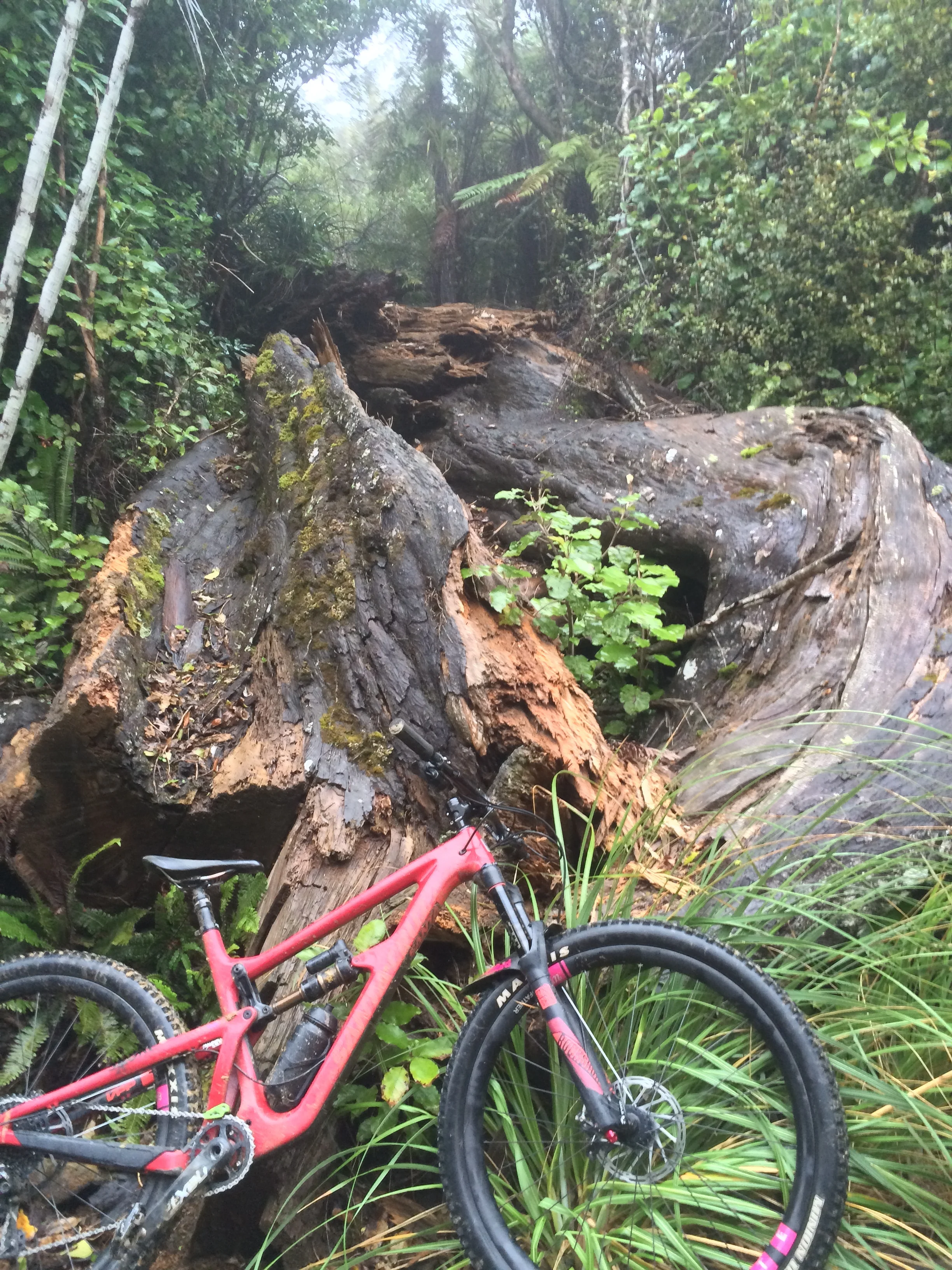 That was one massive tree