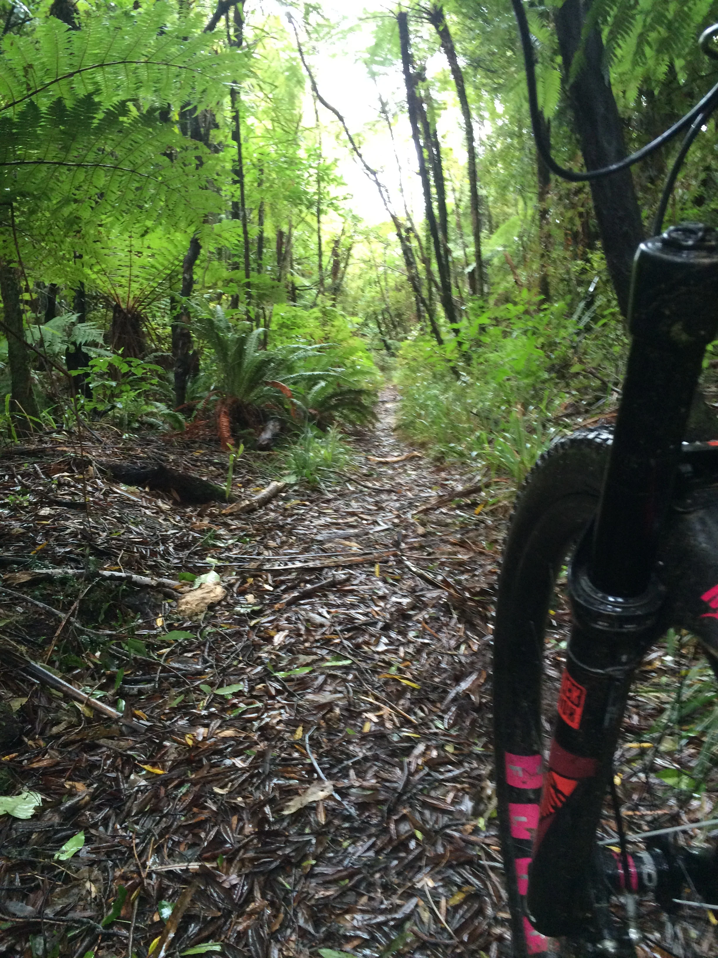 So much native singletrack. I wasn't missing berms and jumps one little bit.