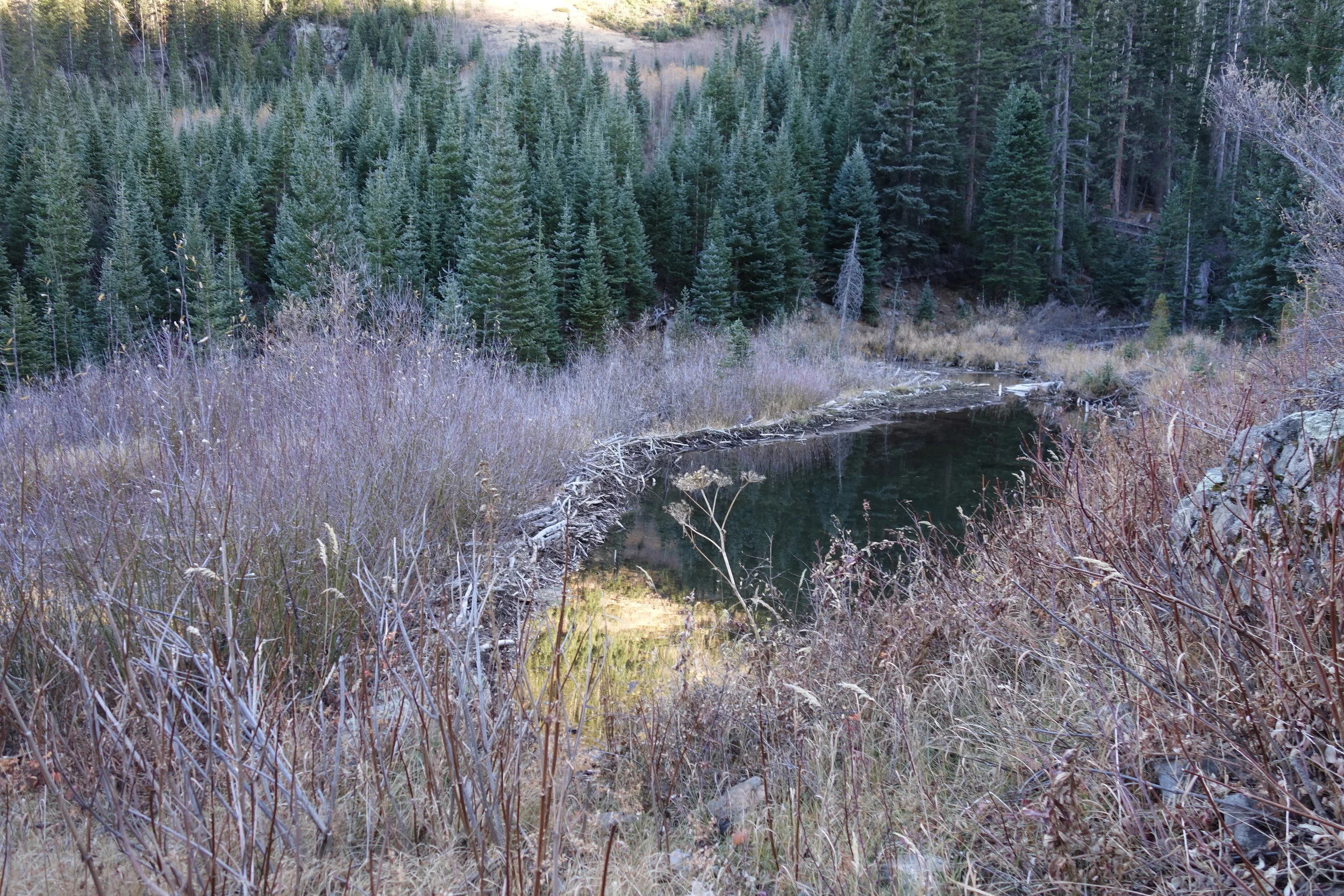 Beaver dam. Wicked.