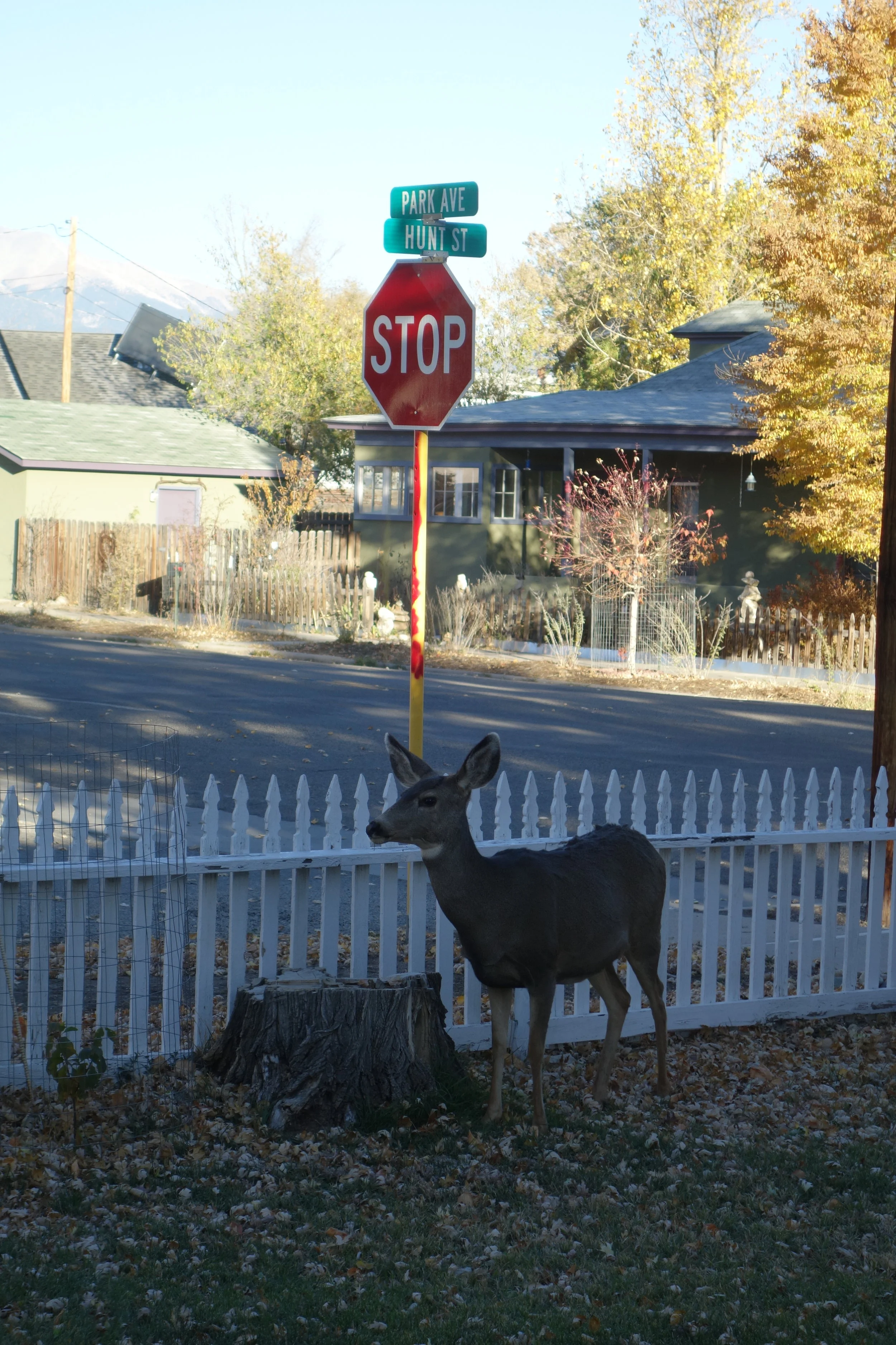 Bambi pays us a visit