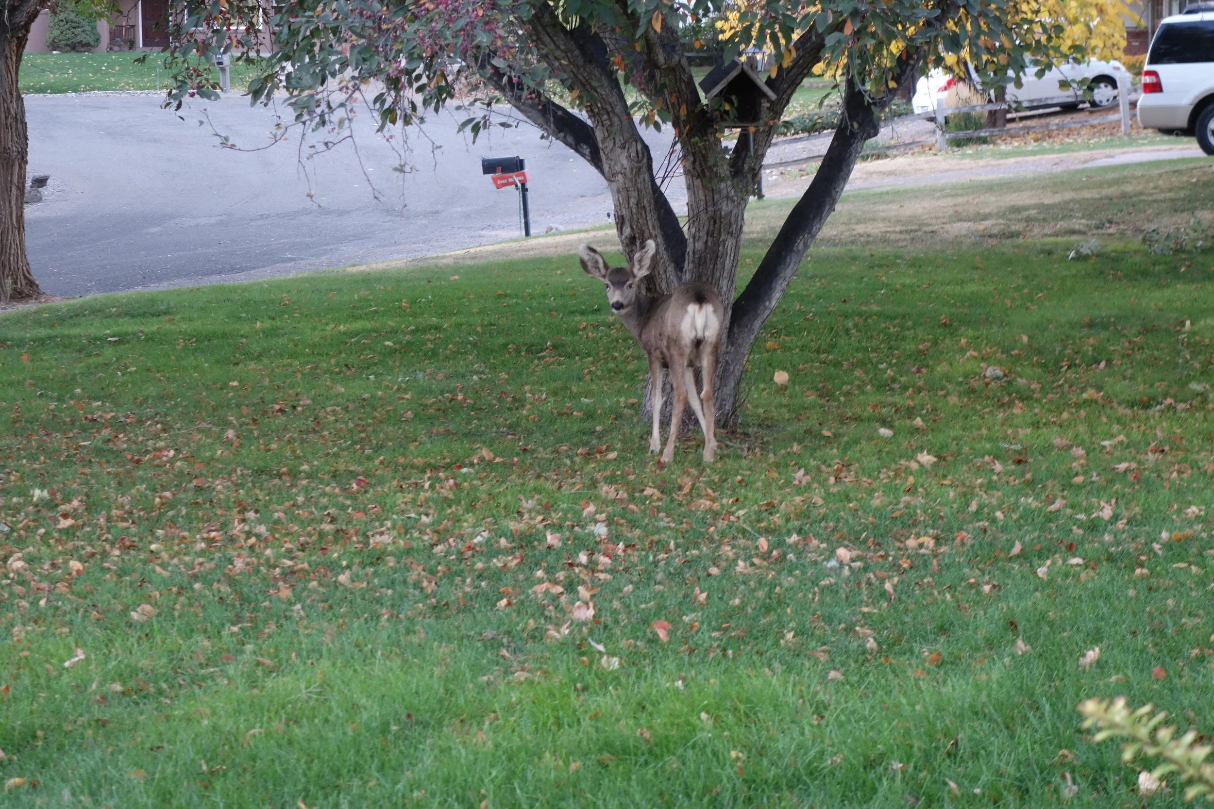 I know I have raw animal magnetism, but did Bambi really follow me 240 miles to Grand Junction?