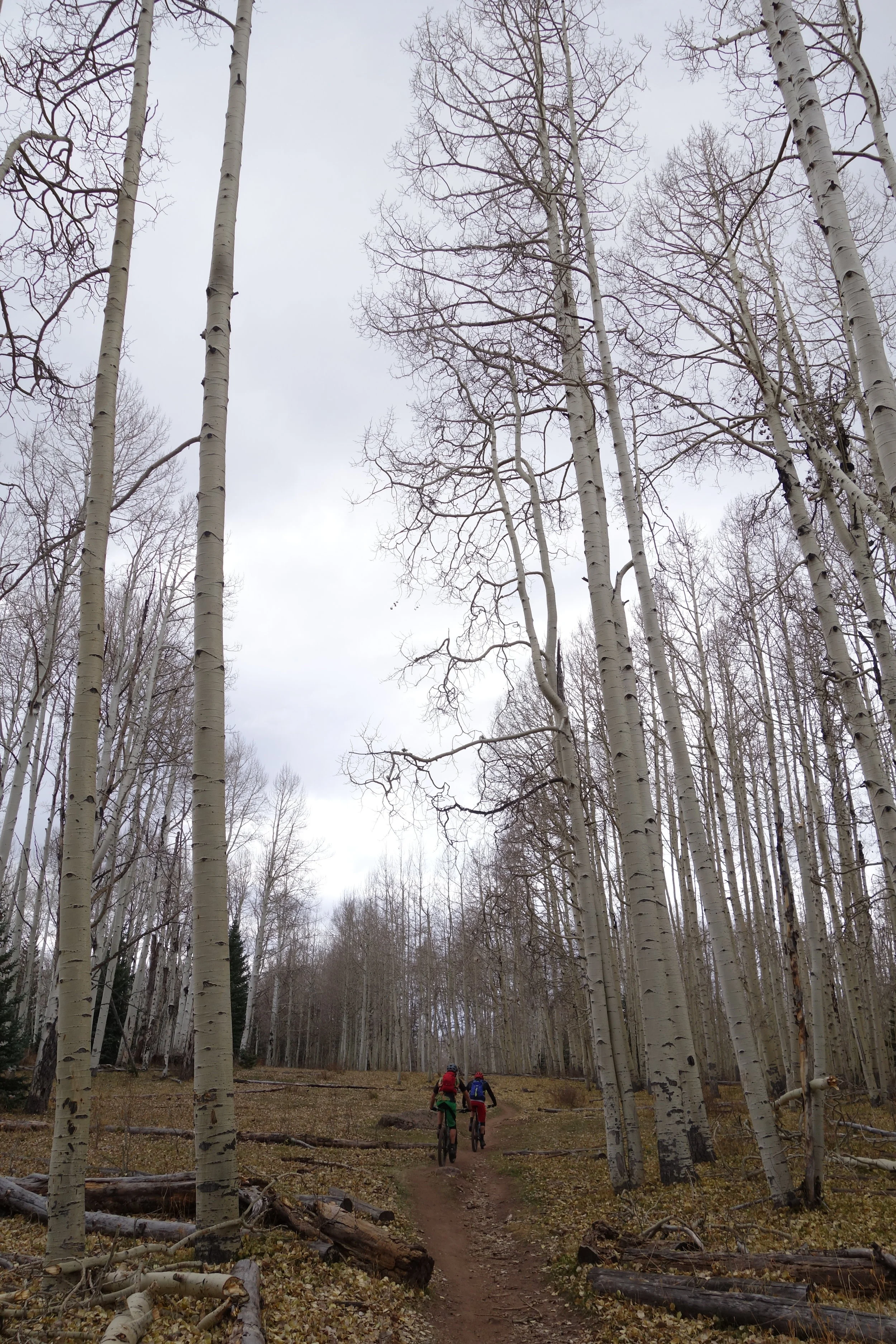 Jeff and Tim climbing through the Aspens.