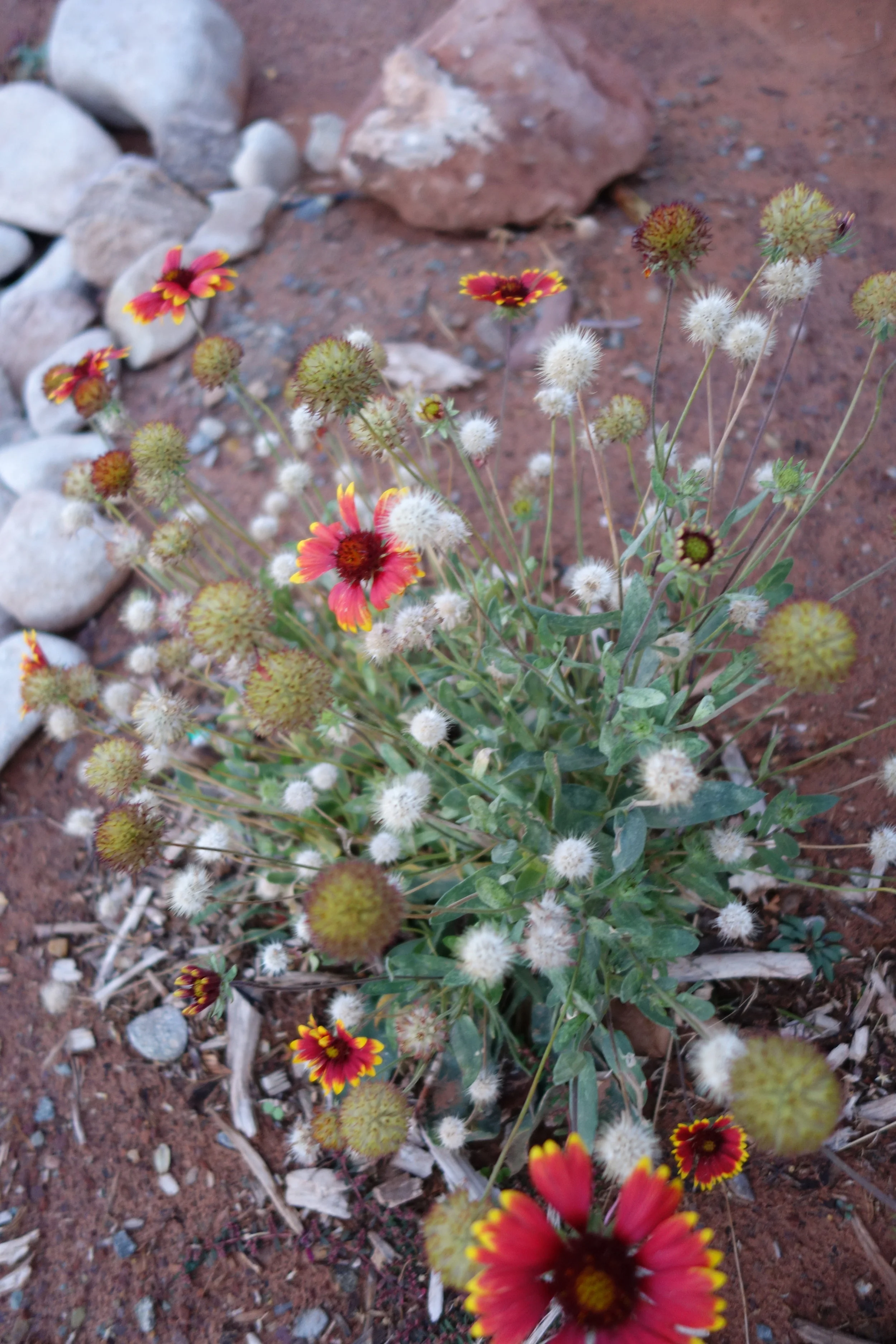 In a world of sand, rock and cacti it's nice to be able to send flowers to our wives and girlfriends. Wives, if you didn't get the flowers then they must have gone to our girlfriends. (Even my wit astounds ME sometimes)