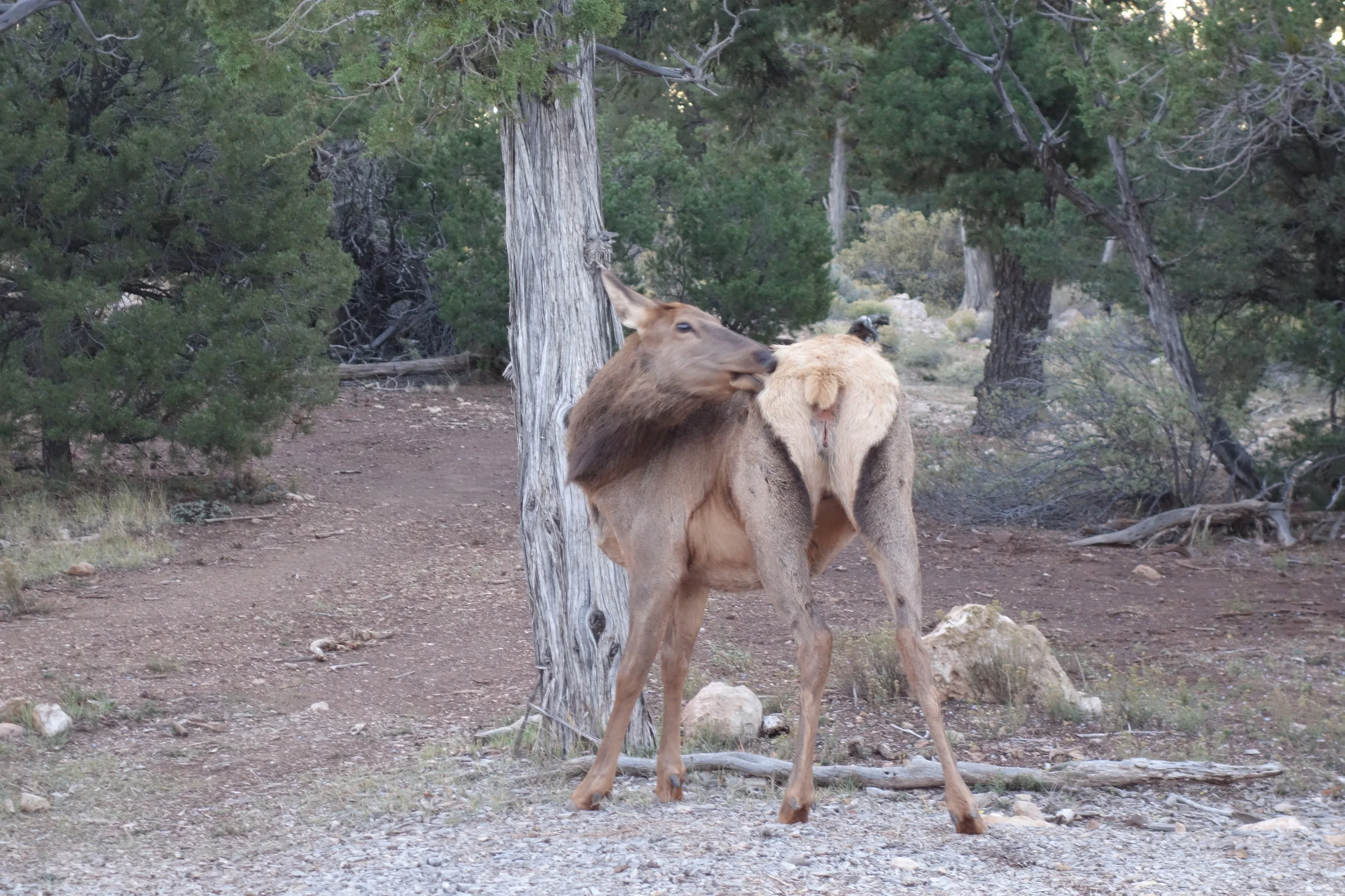 There are Elk feeding everywhere on the roadside. Not too sure if this is self-massage or there was a tasty morsel stuck to it's butt.