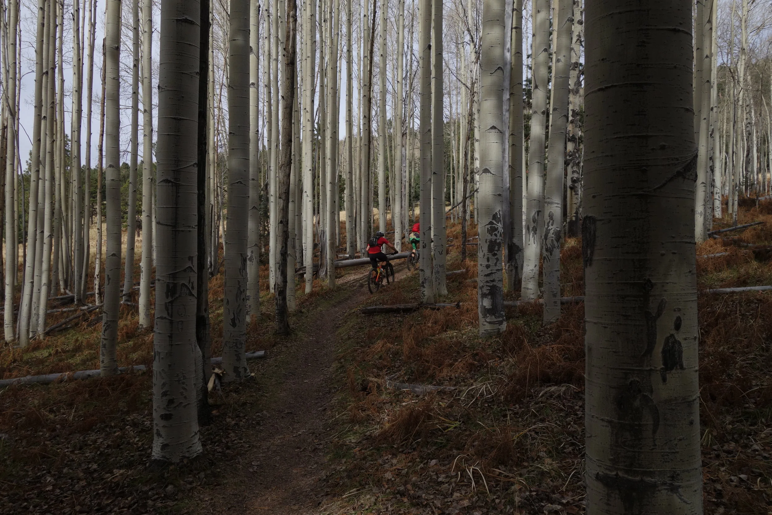 Aspen, meadows, smooth trails. Bliss. A good time to bring the carbon 29er rigid out of the shed.
