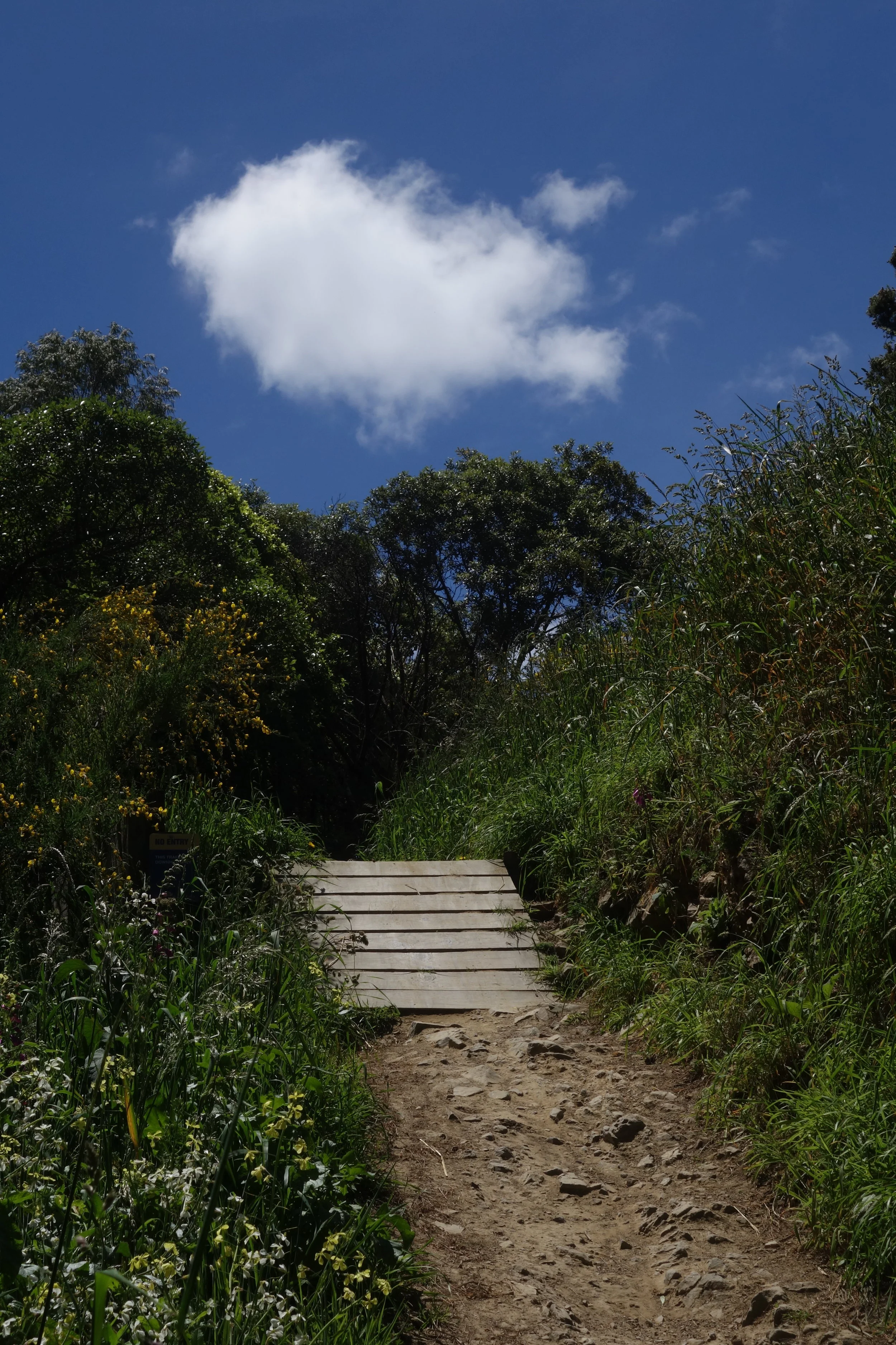 V-TRAIL Mt VICTORIA GETS RODFATHERED