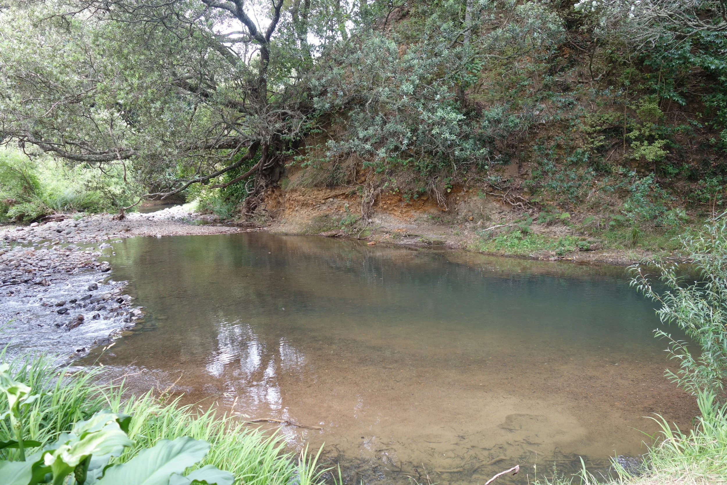 Swimming hole #2. This one was more hidden and I had it to myself.