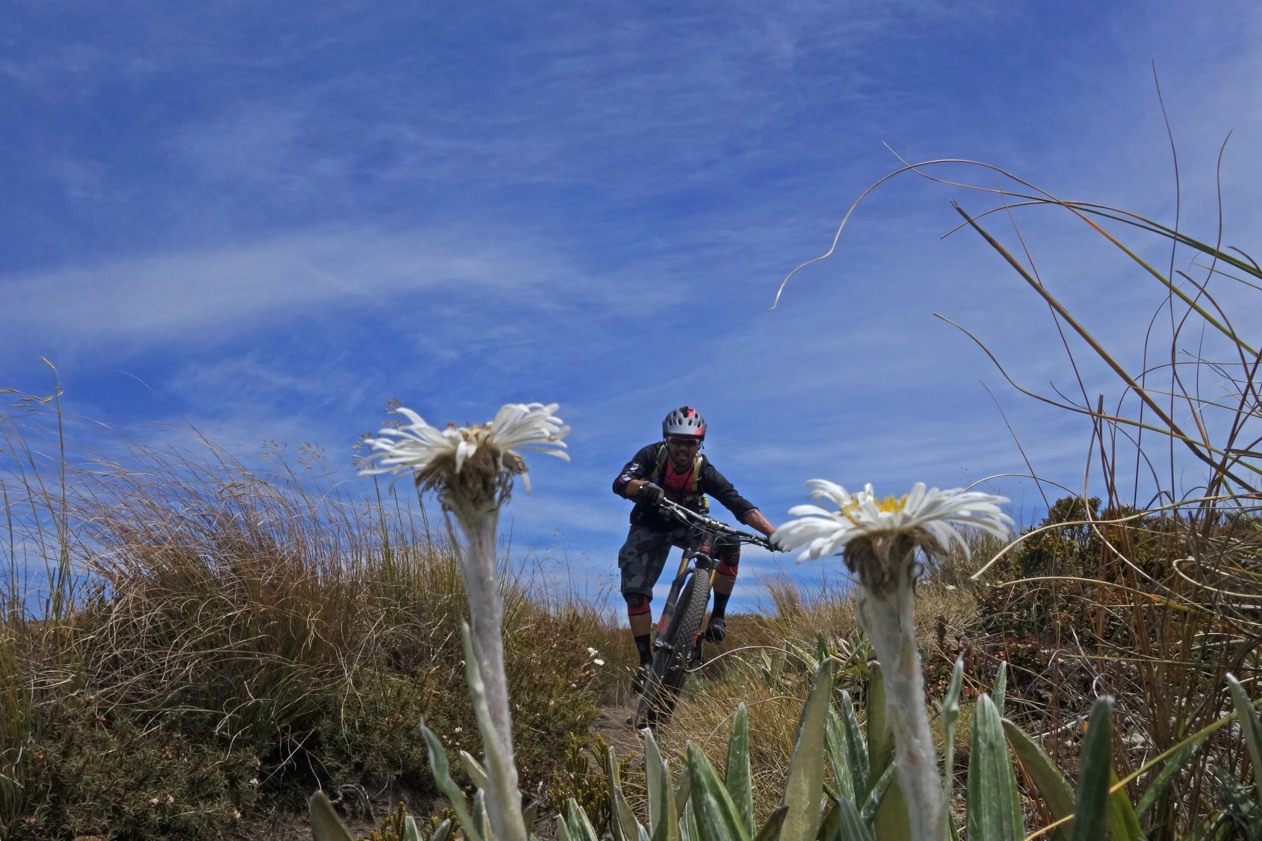 Giant Daisies grew out of the tussock with Jeff sprinting out of a corner.