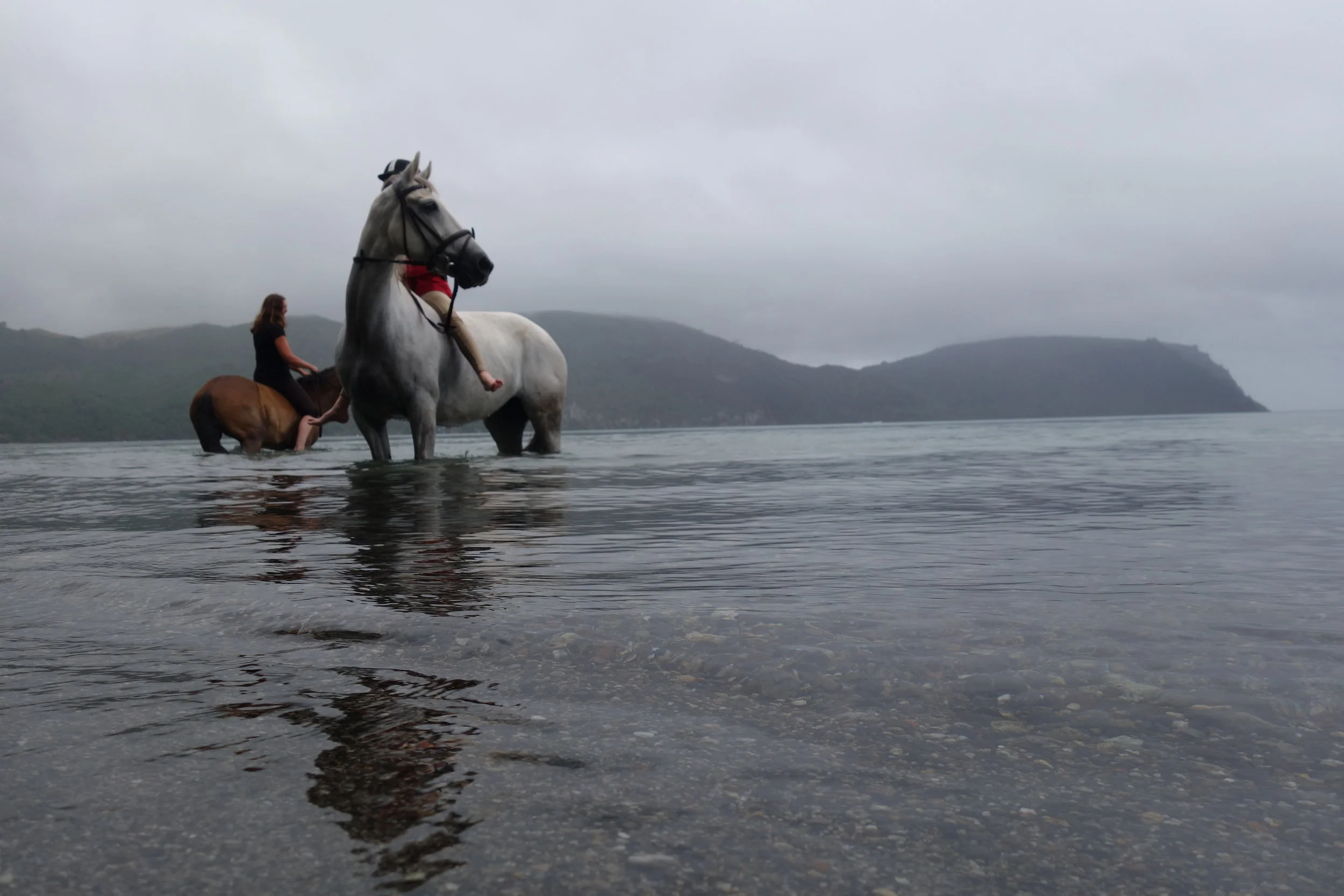 The horses were loving the water. It must be the weightlessness.