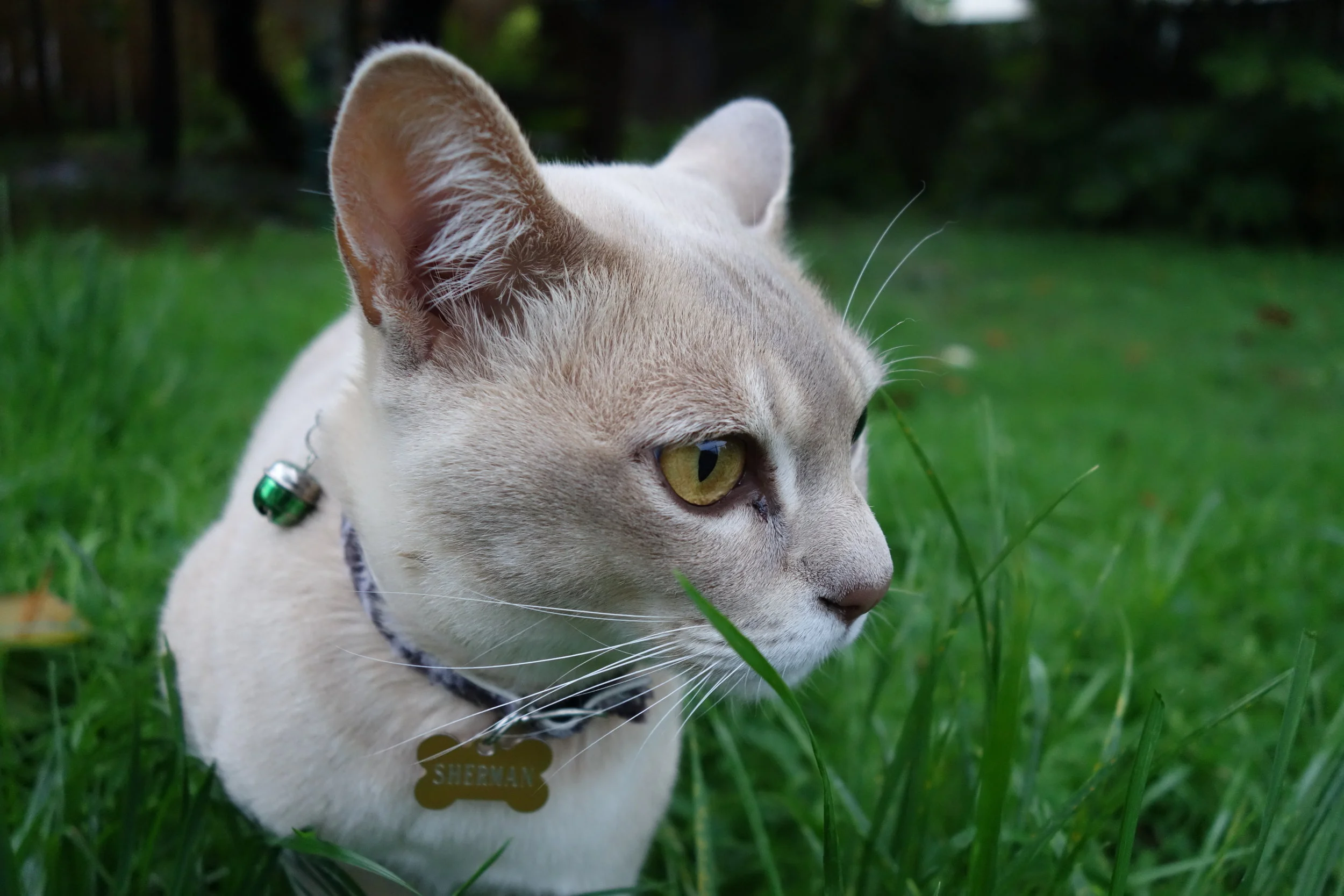This is my cat Sherman. Santa Cruz wouldn't let him come on the trip which is a shame as he is a better writer than me. Even his bike riding is coming along nicely. I missed Sherman while I was overseas. photo: My daughter Elodie. As you can see she is a better photographer than me too.