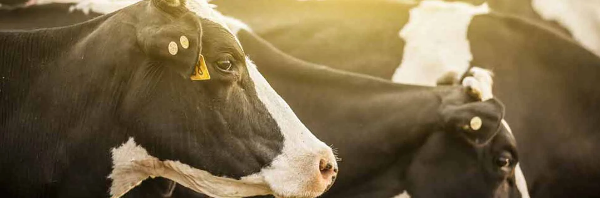 cow-header.jpg