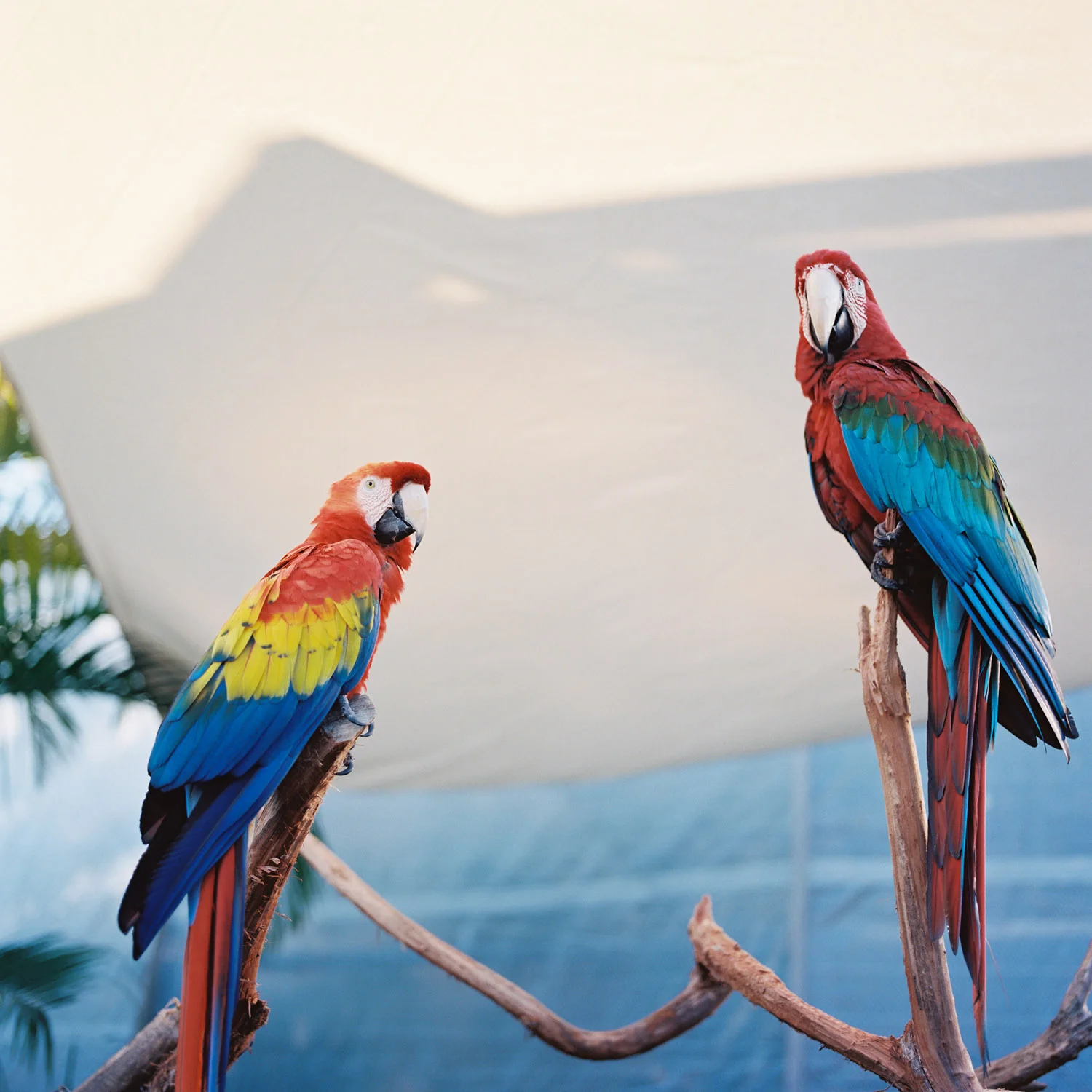 macaws.jpg
