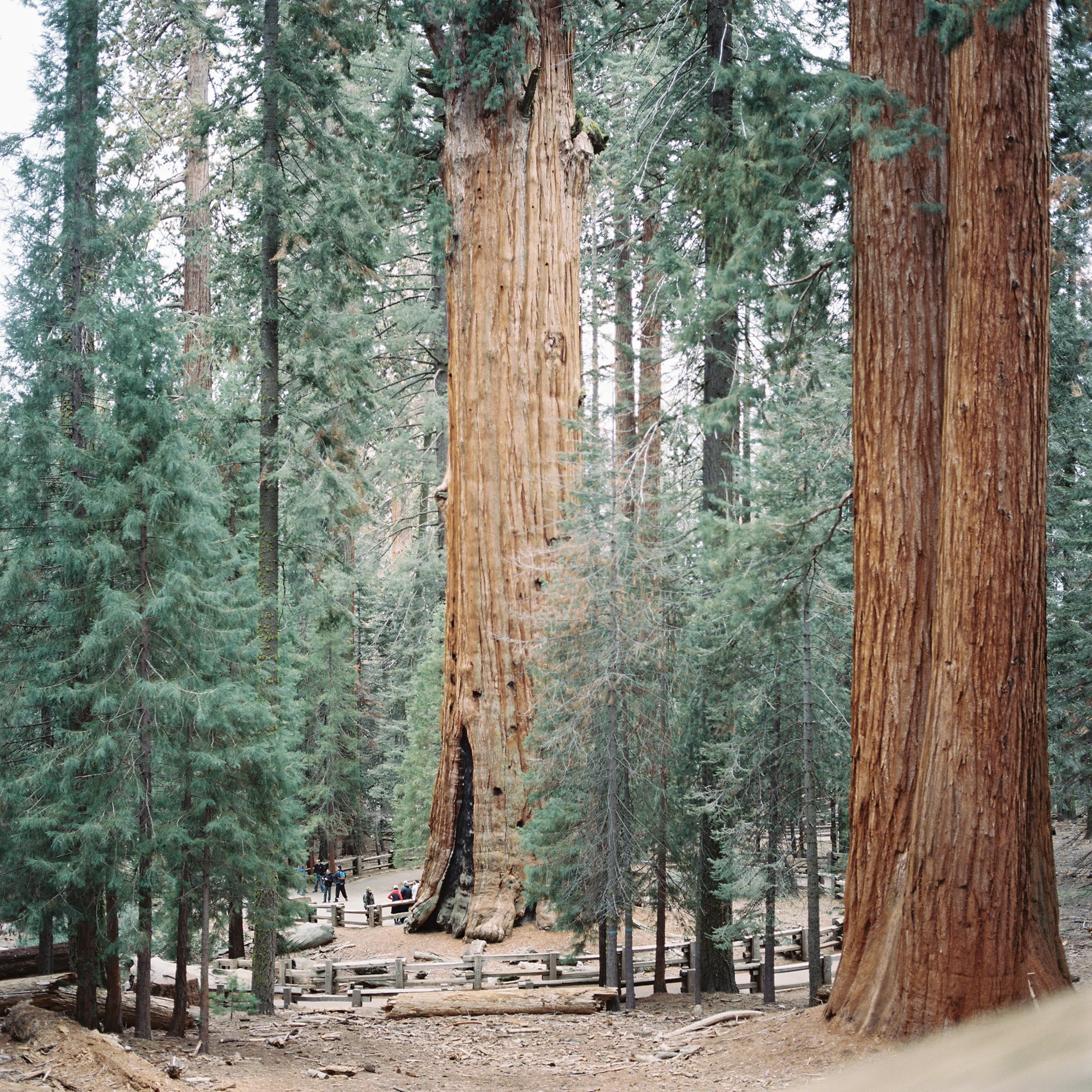 Do you see the crowd at the bottom? (General Sherman Tree)
