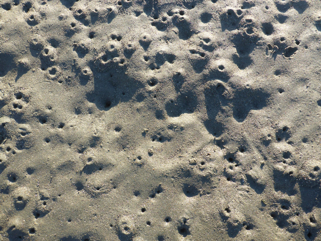 Fig: Burrow openings of animals living in the sediment at Bodega Harbor.