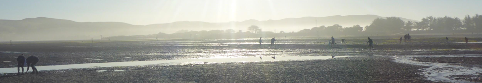 Fig: We’re not the only ones up early collecting stuff from the mudflats of Bodega Harbor. Dozens of folk are digging up invertebrates—worms, crustaceans—that live in the sediment, and birds are nearby. 