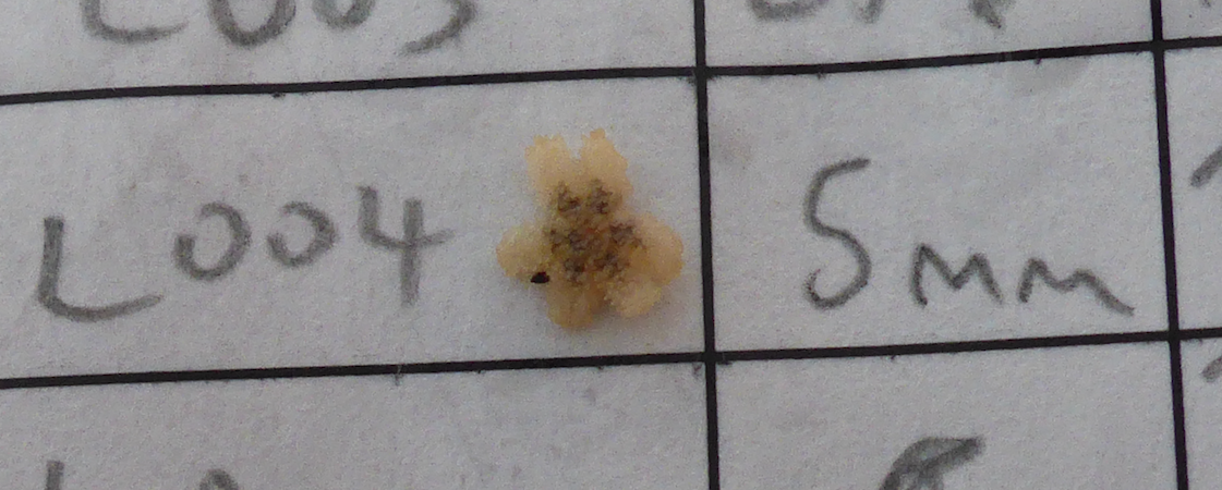 A 5 mm diameter 6-rayed sea star (Leptasterias) recruit!