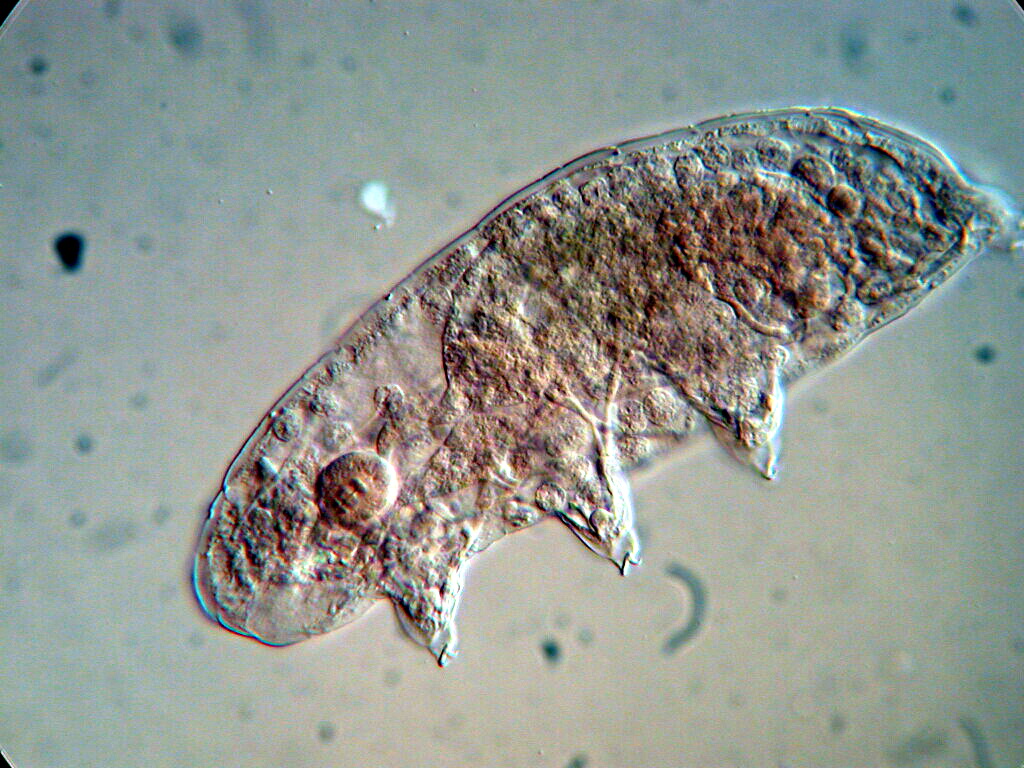 Image from the web, no author name given. Eat your hearts out, tardigrade lovers. California is full of them (58 sites and counting).