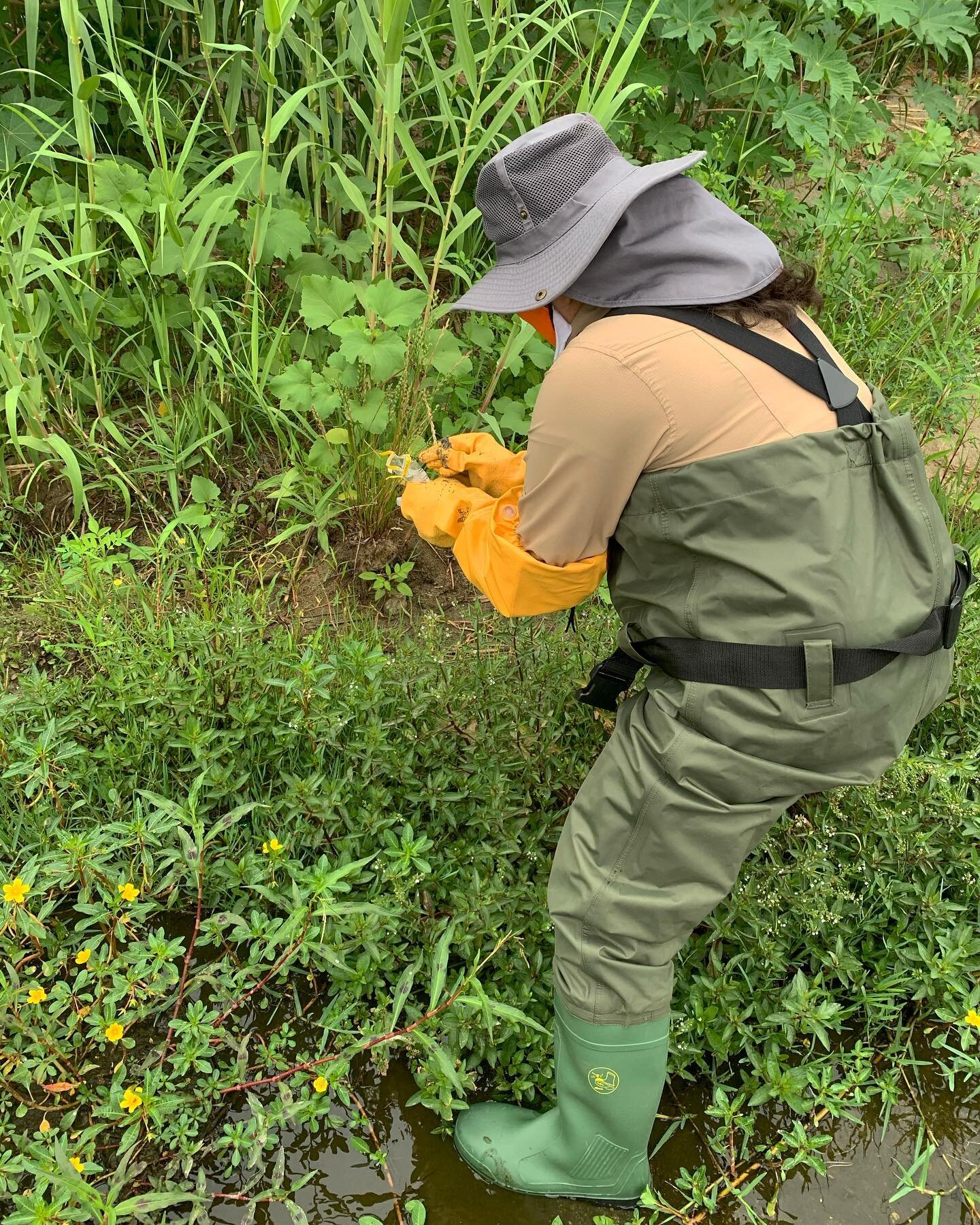 Getting outside for #fieldwork can involve a ton of equipment! From waders along the #LAriver to wearing gloves to collect #soilsamples , each day brings a new set of surprises to prep for. Excited to hear more about our experiences both outdoors and