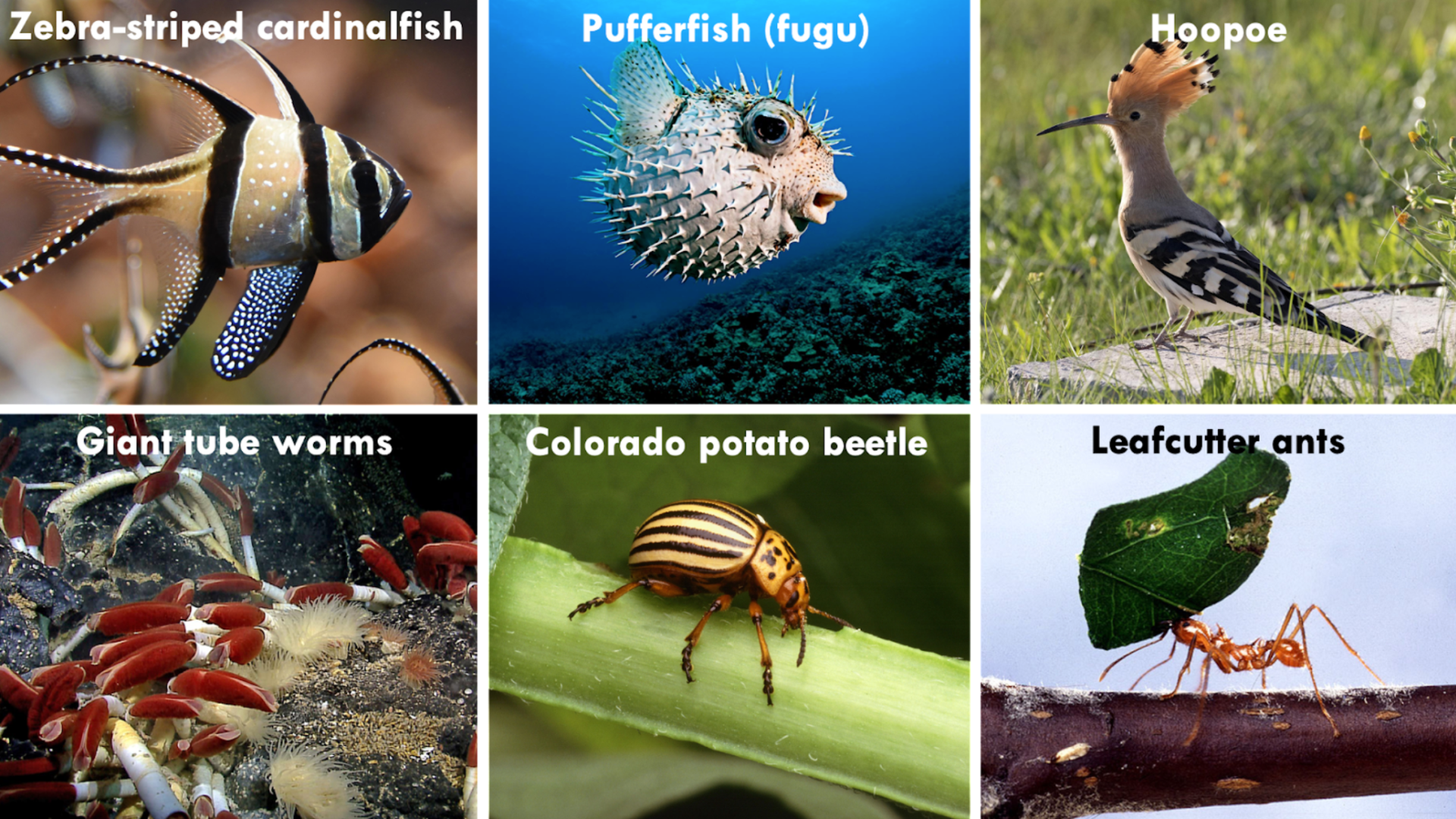 Week 3 - Day 1 Activity Work Sheet - Microbes