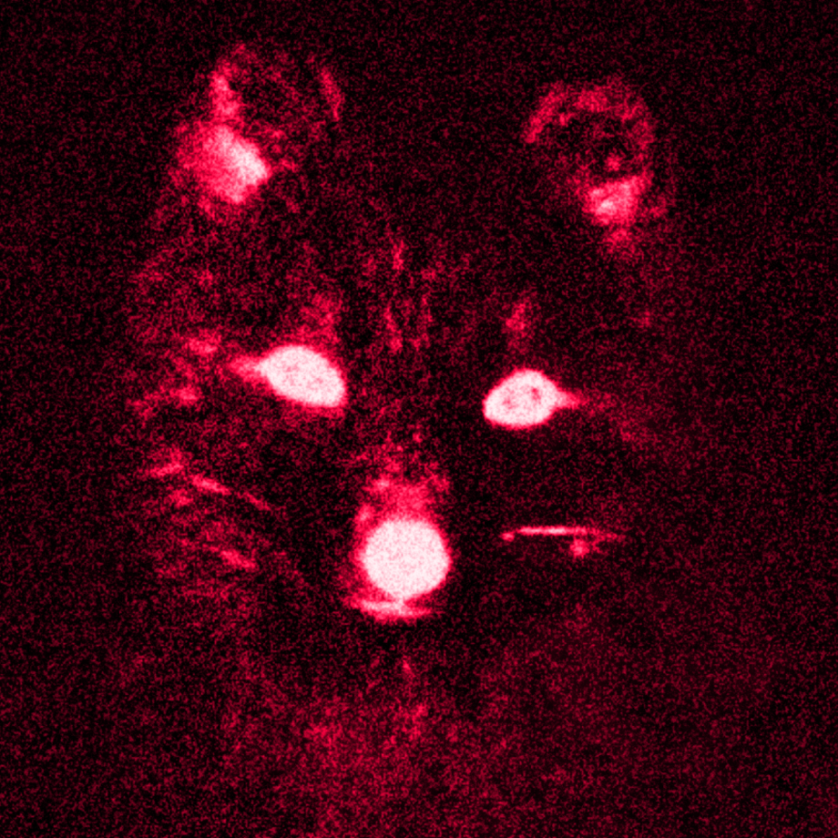 redfox.png