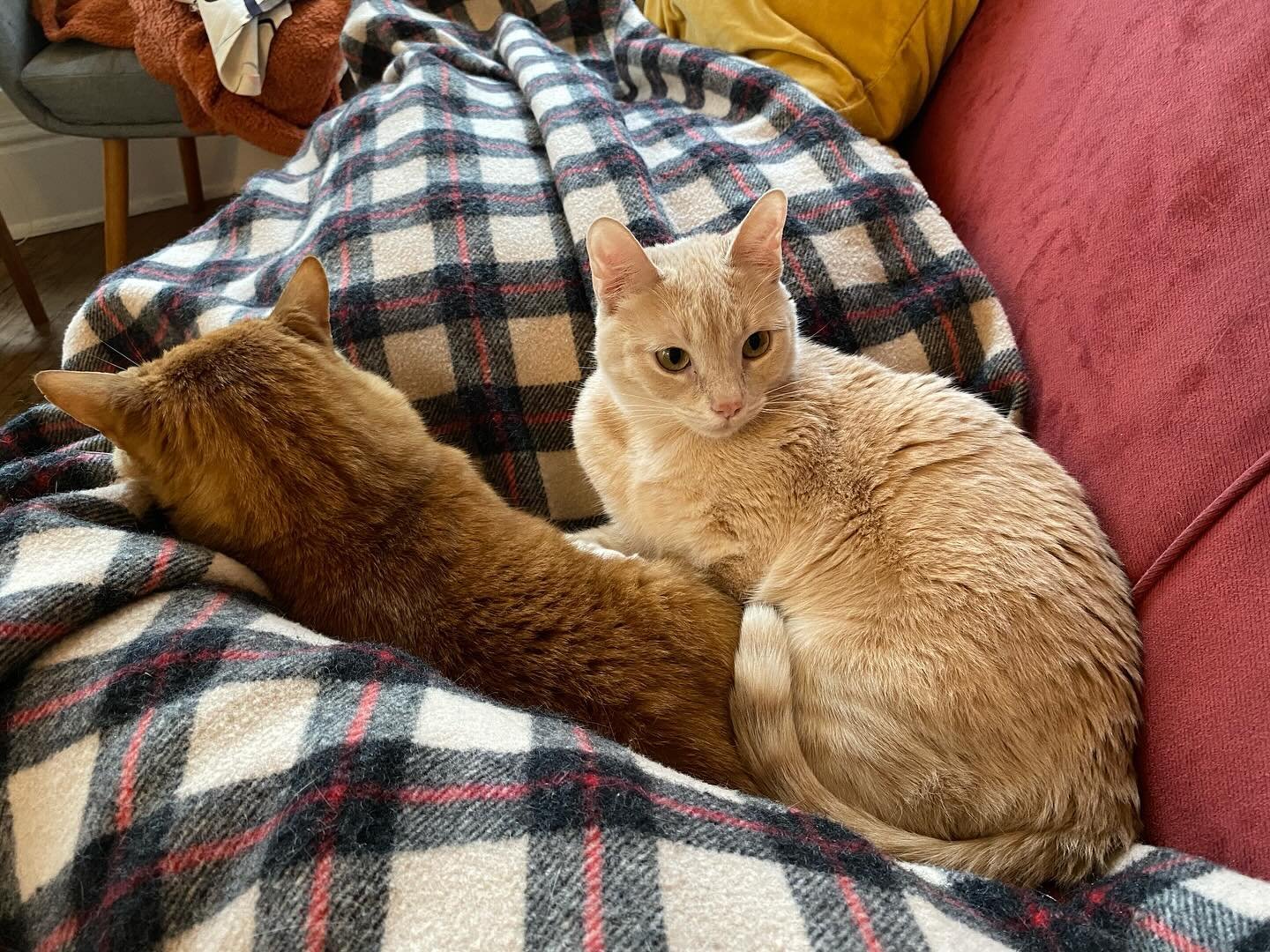 Slo-mo cuddle puddle. #catlife #orangecatsofinstagram