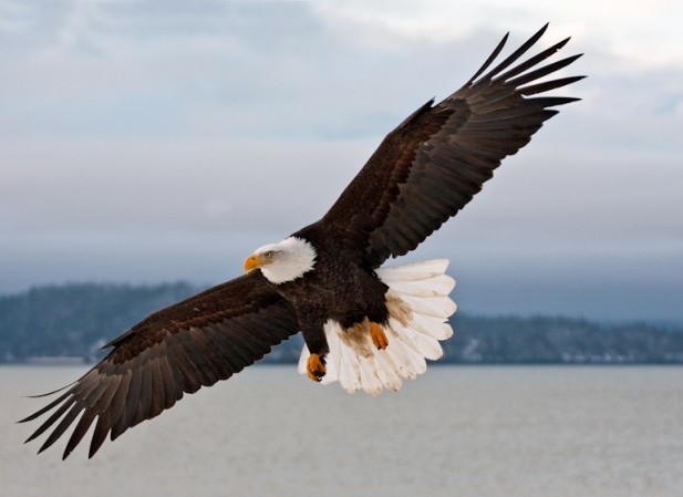 Eagle.jpg