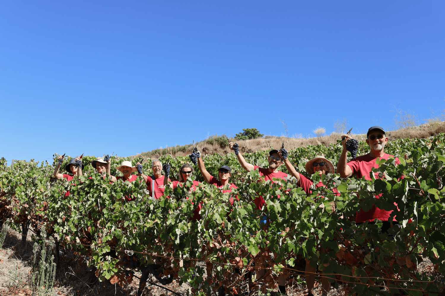 Photo: Quinta do Tedo 2024 “Harvest Experience” crew.