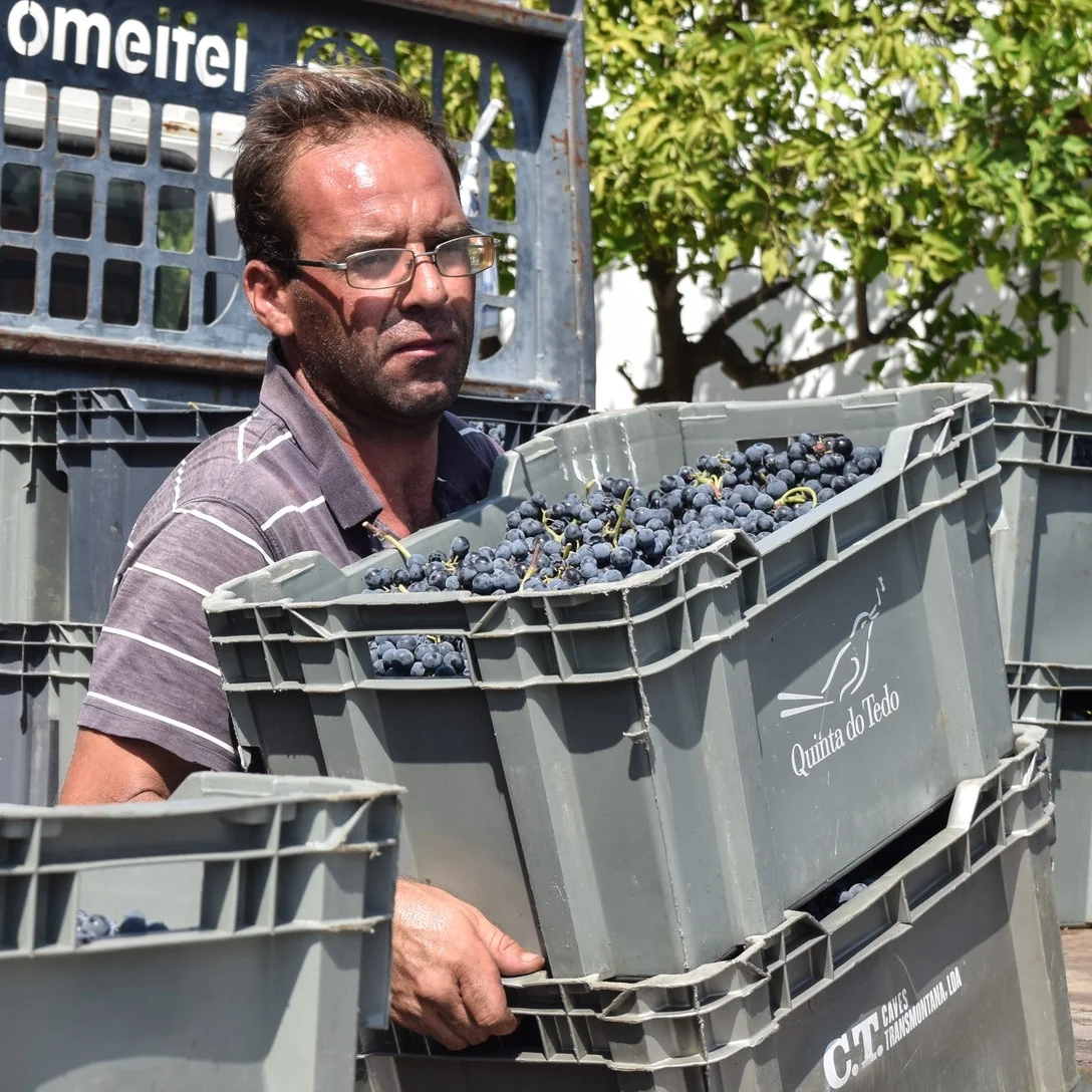 Filipe ....Vineyard Team Manager..Chef d’Équipe de Vignoble..Chefe de Equipa Vinícola....