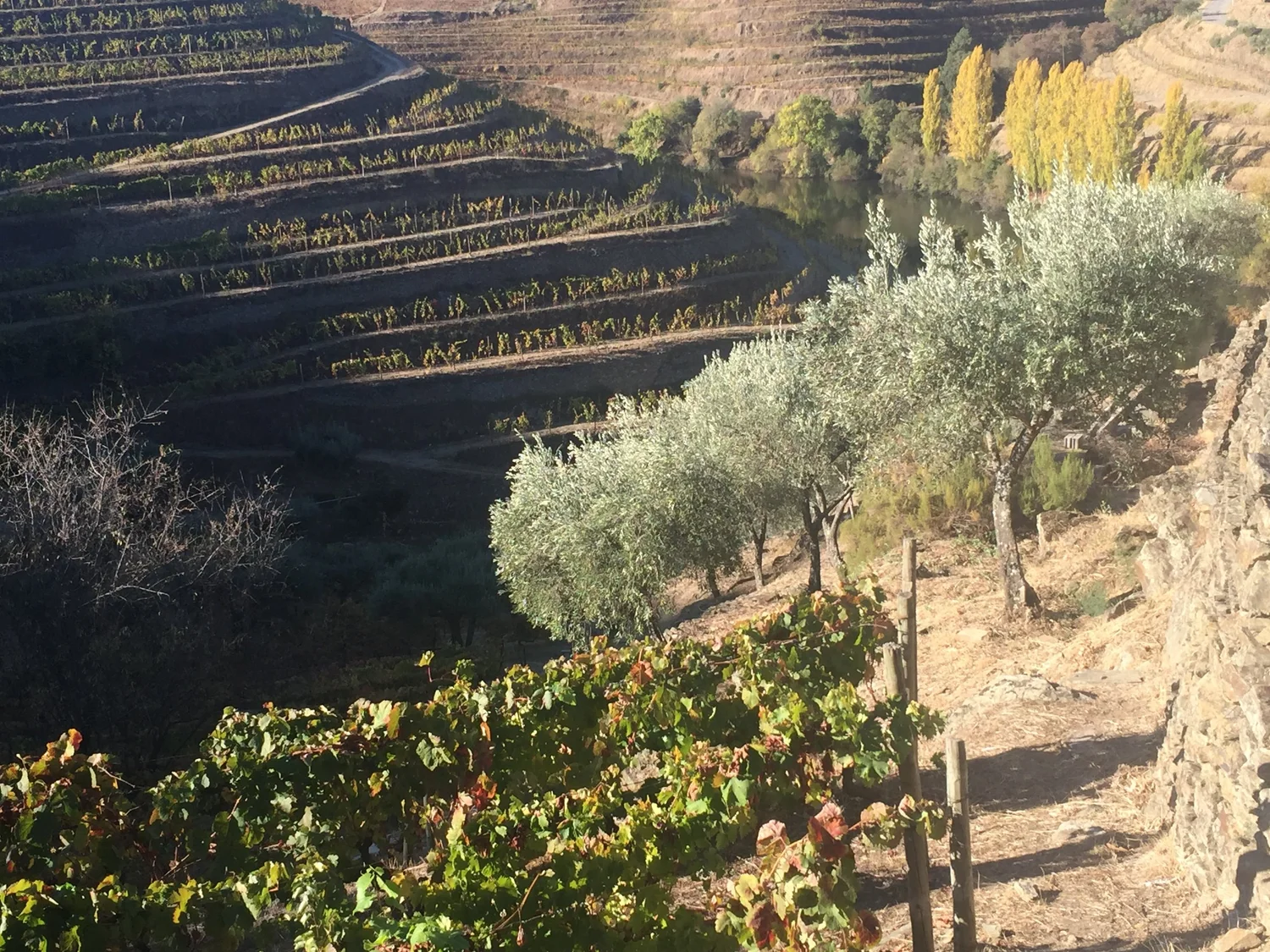  Early morning sun shining on terraces and olive trees. 